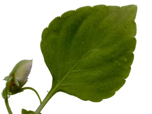 A green, round and wavy-edged leaf from a Busy Lizzie plant. A green, round and wavy-edged leaf from a Busy Lizzie plant.