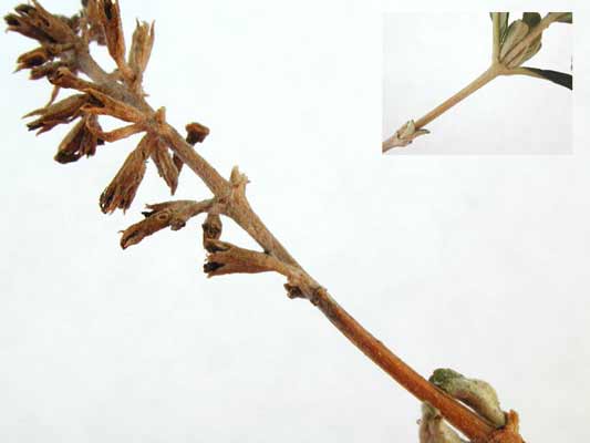 A Butterfly Bush branch with small pokey buds on it. A Butterfly Bush branch with small pokey buds on it.