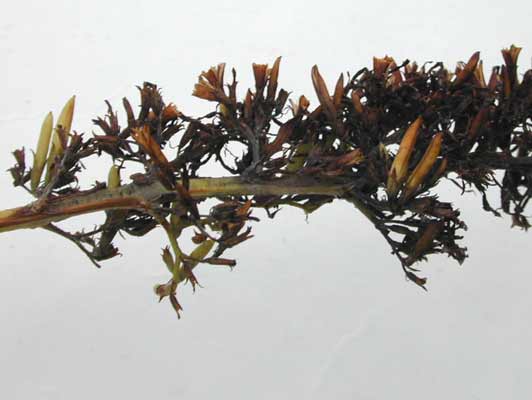 A close-up image of a Butterfly Bush branch with spikey leaves. A close-up image of a Butterfly Bush branch with spikey leaves.