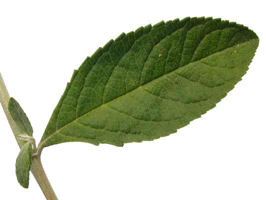 A green, oval-shaped leaf with serrated edges from a Butterfly Bush. A green, oval-shaped leaf with serrated edges from a Butterfly Bush.