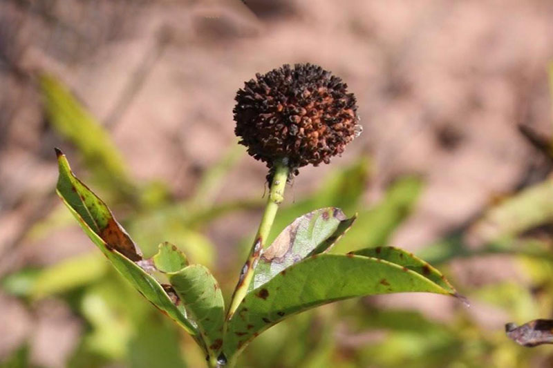 Flowers become spherical brown seed heads