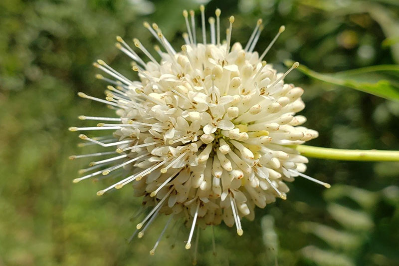 Fuzzy, spherical, cream-colored flower heads