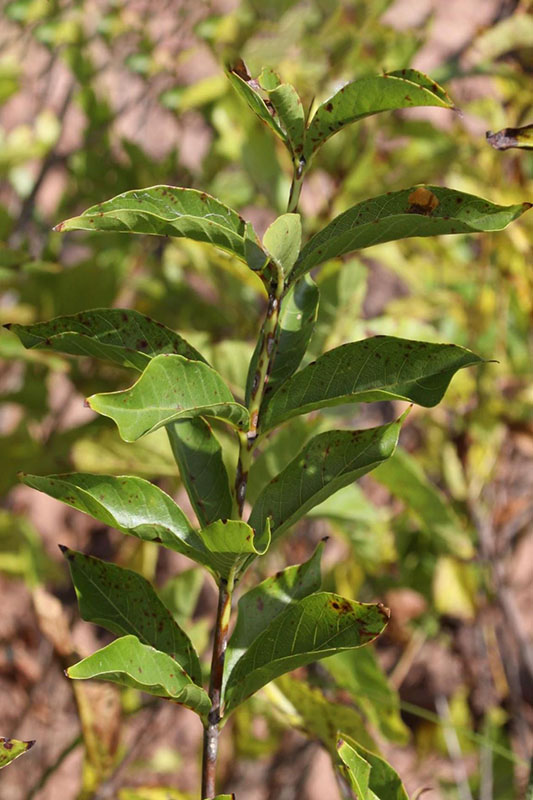 Leaves "whorled" in groups of three around stem.