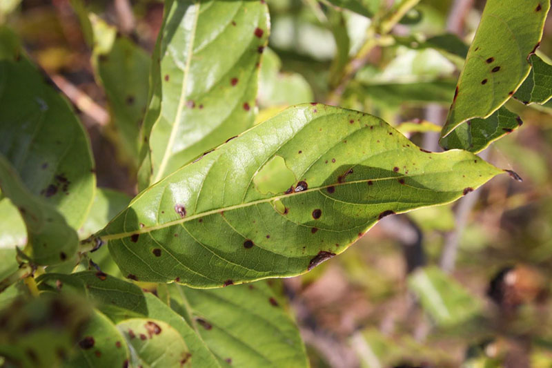 Buttonbush | Oklahoma State University