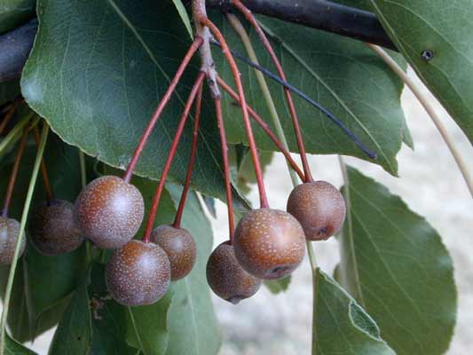 A cluster of round, brown colored Callery Pear berries. A cluster of round, brown colored Callery Pear berries.