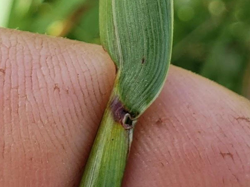 Purplish, clasping auricles