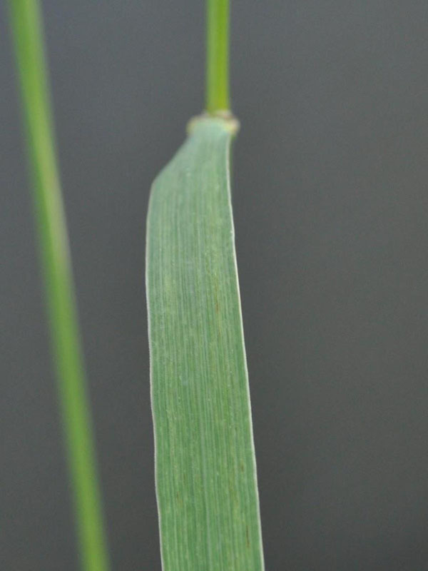 Upper leaf surface rough