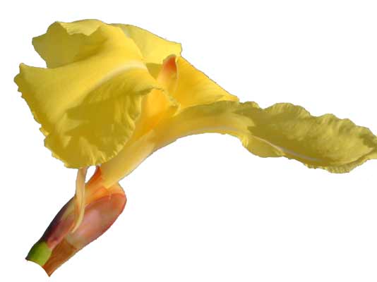 A yellow flower bloom of the Canna plant. A yellow flower bloom of the Canna plant.
