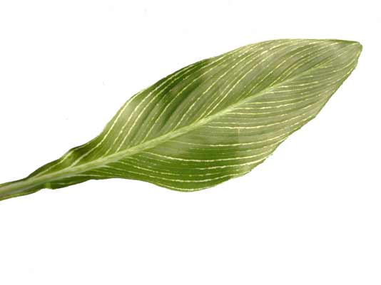 The oblong leaf of a Canna plant with visible veins coming form the center of the leaf. The oblong leaf of a Canna plant with visible veins coming form the center of the leaf.