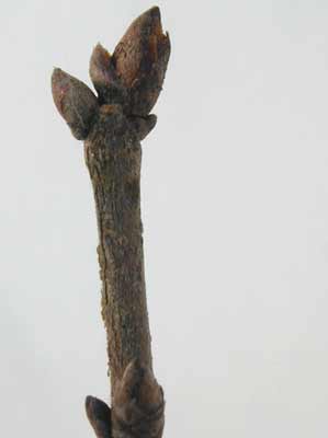 A close-up image of a few small, rounded buds at the end of a brown branch from a Cedar Elm. A close-up image of a few small, rounded buds at the end of a brown branch from a Cedar Elm.