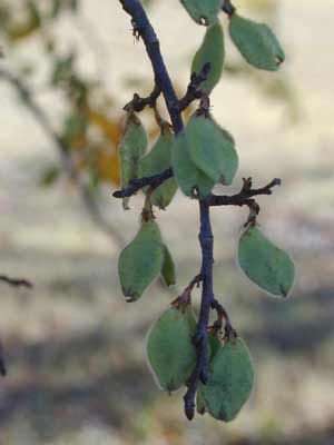 A cluster of flat, green, fuzzy seed pods of a Cedar Elm. A cluster of flat, green, fuzzy seed pods of a Cedar Elm.