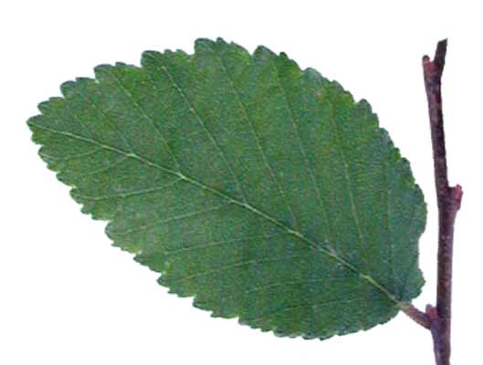 An oval shaped green leaf with serrated edges from a Cedar Elm. An oval shaped green leaf with serrated edges from a Cedar Elm.