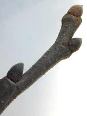 A close-up image of a Chinese Chestnut bud. A close-up image of a Chinese Chestnut bud.