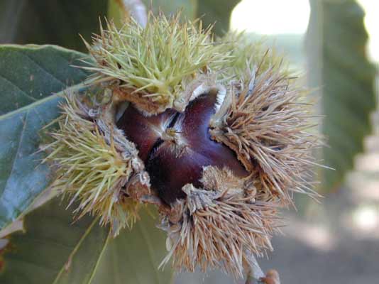 The spiky looking fruit of a Chinese Chestnut. The spiky looking fruit of a Chinese Chestnut.