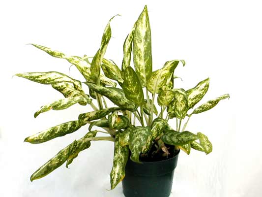 A large Chinese Evergreen plant with green and white leaves growing in a pot. A large Chinese Evergreen plant with green and white leaves growing in a pot.