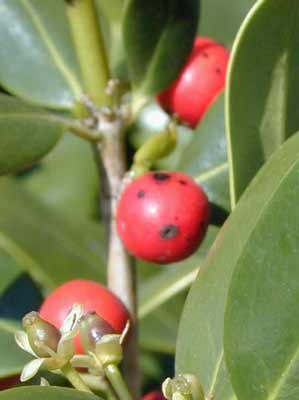Circular shaped red color Chinese Holly fruit. Circular shaped red color Chinese Holly fruit.