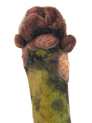 A yellow-green branch from a Chinese Parasol Tree with small brown buds at the end. A yellow-green branch from a Chinese Parasol Tree with small brown buds at the end.