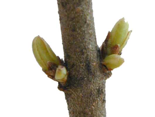 A brown Chinese Privet branch with two small green buds. A brown Chinese Privet branch with two small green buds.