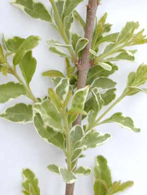 A Chinese Privet branch with several green wavy-edged leaves. A Chinese Privet branch with several green wavy-edged leaves.