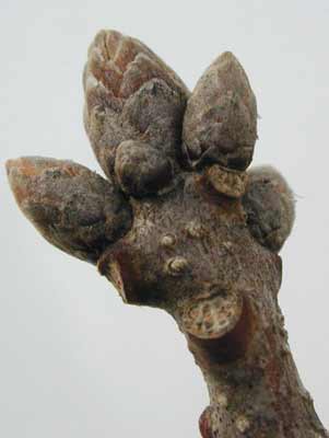 A brown Chinkapin Oak branch with several small buds at the end. A brown Chinkapin Oak branch with several small buds at the end.