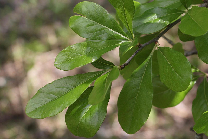 Chittamwood Oklahoma State University
