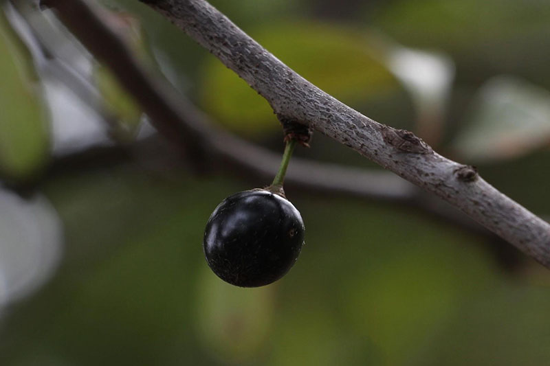 Purplish-black berries