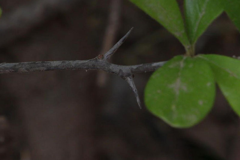 Short stout thorns