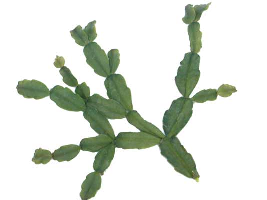 Flat, green and rectangular Christmas Cactus leaves. Flat, green and rectangular Christmas Cactus leaves.