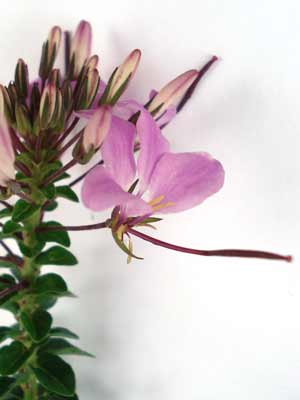 A close-up image of a purple Cleome flower. A close-up image of a purple Cleome flower.