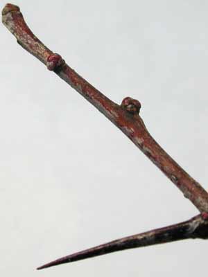 A single reddish-brown Cockspur Hawthorn branch with small buds. A single reddish-brown Cockspur Hawthorn branch with small buds.