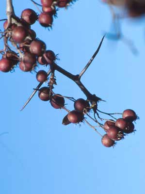 A cluster of red-colored, round berries from a Cockspur Hawthorn. A cluster of red-colored, round berries from a Cockspur Hawthorn.