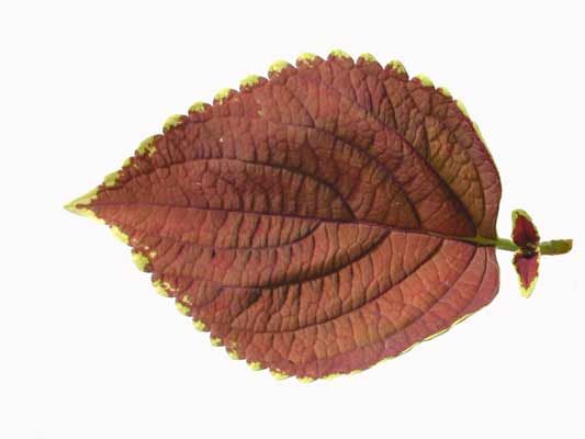 A single red colored Coleus leaf with yellow serrated edges. A single red colored Coleus leaf with yellow serrated edges.