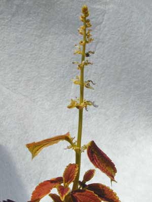 The top of a yellow-green Coleus stem with buds on it. The top of a yellow-green Coleus stem with buds on it.