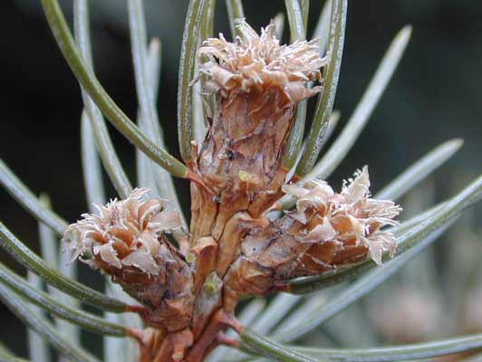 A close-up image of brown, scale-like Colorado Blue Spruce buds. A close-up image of brown, scale-like Colorado Blue Spruce buds.