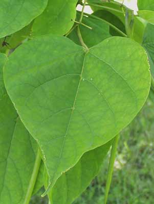 Common Catalpa | Oklahoma State University