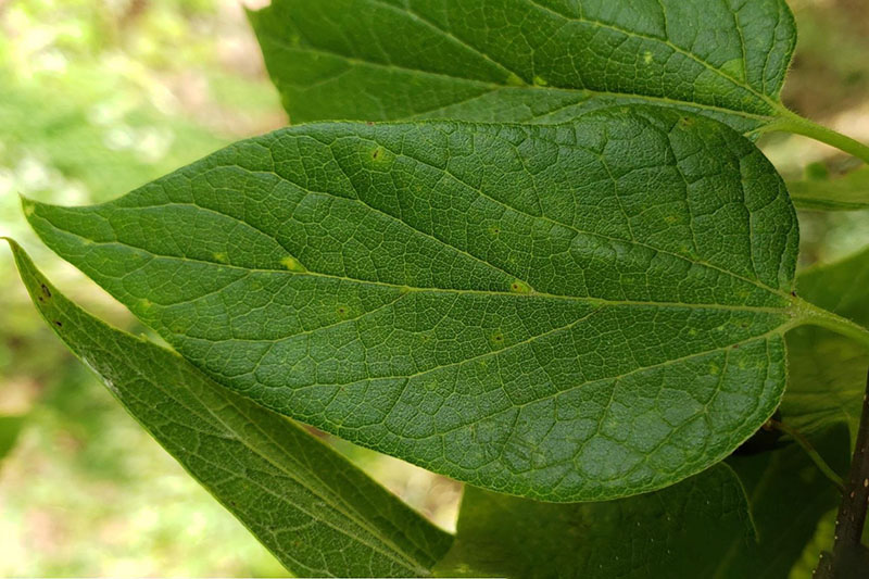 Thin leaves with pointed tips