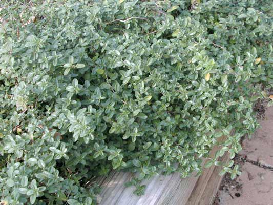 Thymus vulgaris (Common Thyme)