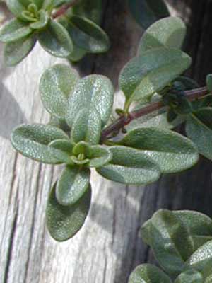 An up-close image of the smooth, oblong leaves on a Common Thyme plant. An up-close image of the smooth, oblong leaves on a Common Thyme plant.