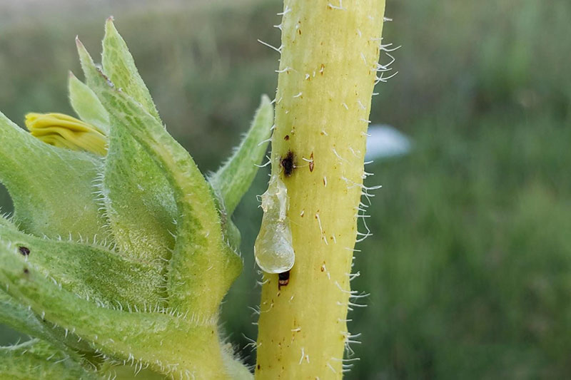 Compass Plant | Oklahoma State University