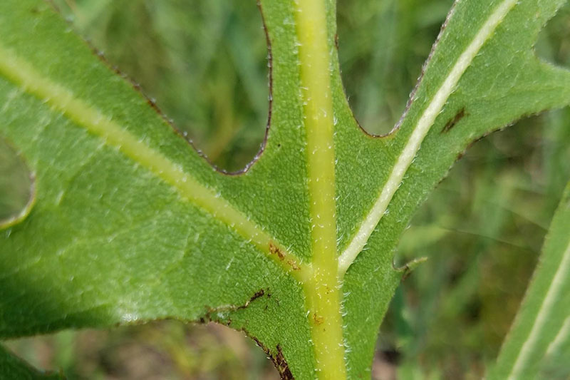 Stems and leaves have rough texture