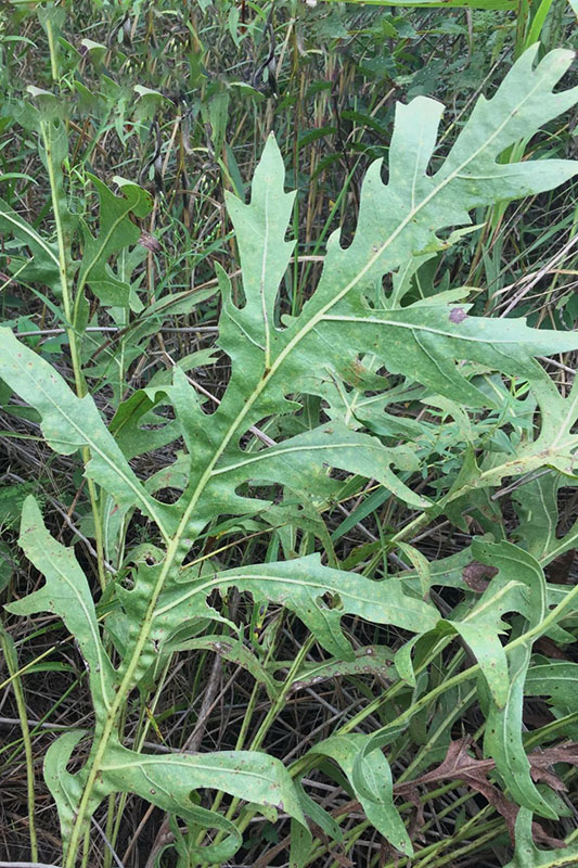 Very large "oak-like" leaves that come from base of plant