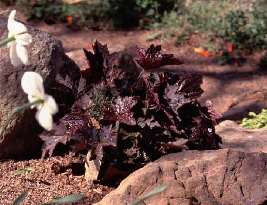 A dark purple colored Coral Bells plant growing in a flower bed. A dark purple colored Coral Bells plant growing in a flower bed.