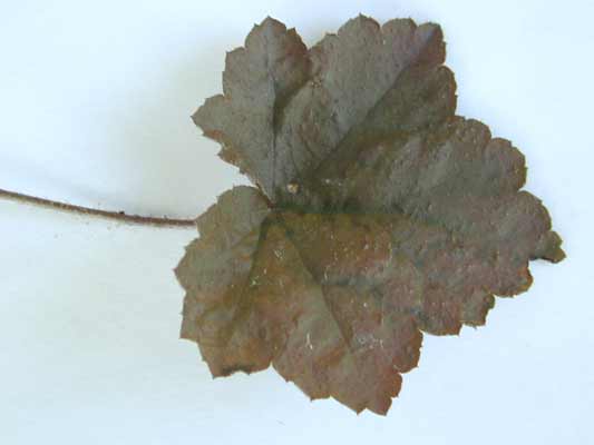A close-up image of brownish-green Coral Bells leaf with rough edges. A close-up image of brownish-green Coral Bells leaf with rough edges.