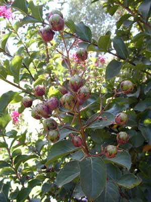 A cluster of pink and green un-bloomed flowers from a Crapemyrtle plant.