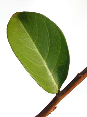 A green, oval shaped Crapemyrtle leaf with smooth edges.