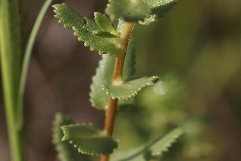 Leaves attached directly to stems