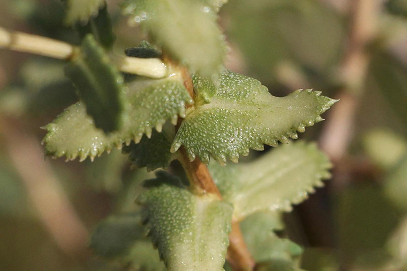 Leaves oblong and wavy with jagged edges