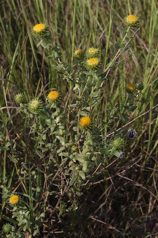 Many branches in upper part of plants