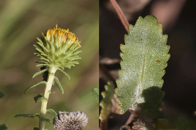 Sticky stem, leaves, and flower heads