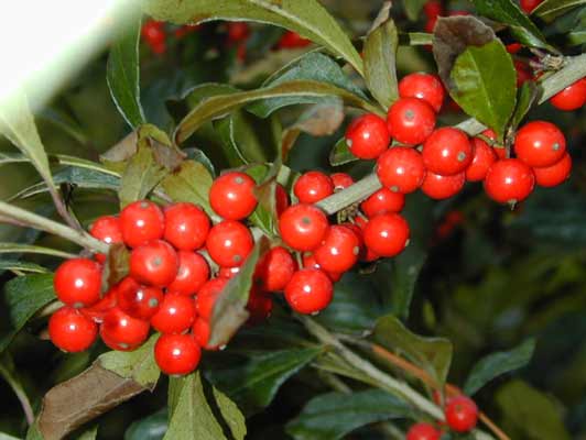 Clusters of red Deciduous Holly berries surrounded by leaves. Clusters of red Deciduous Holly berries surrounded by leaves.